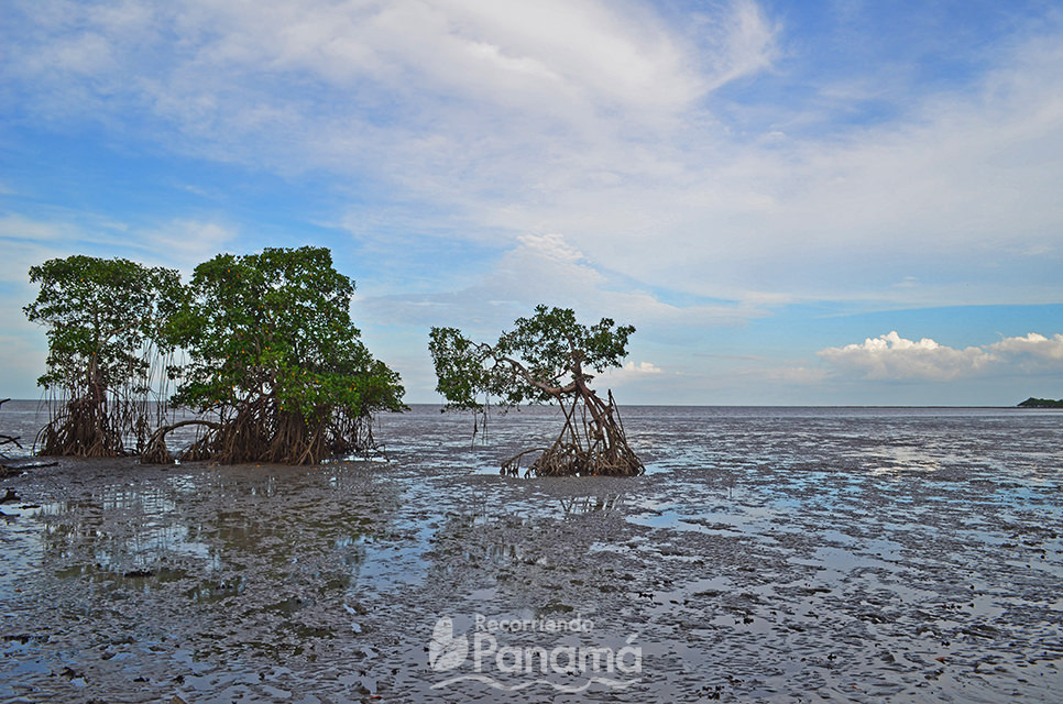 Mangroves in El Salado Beach
