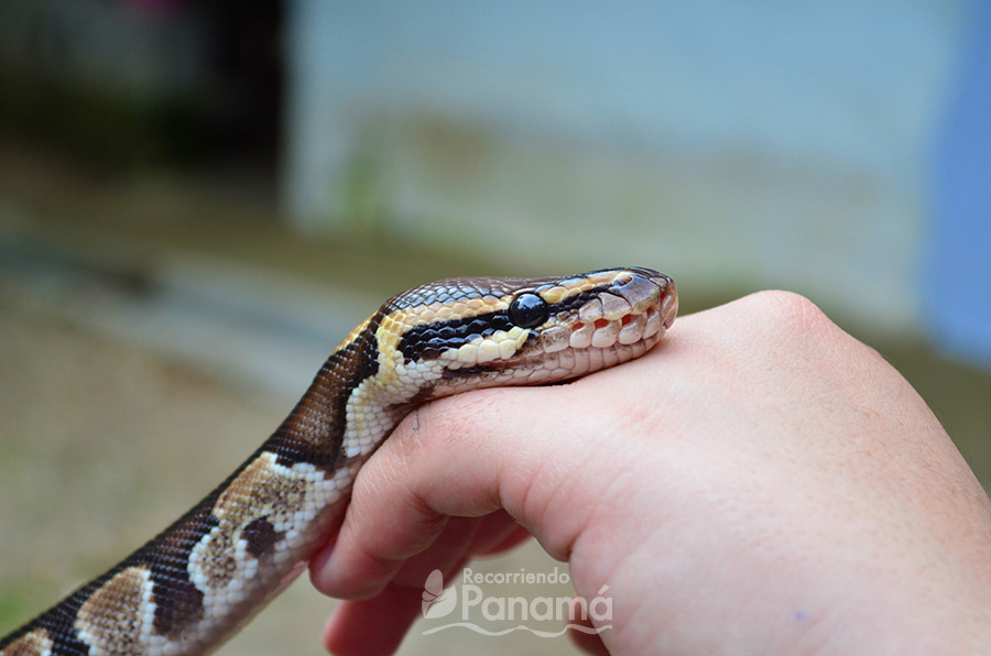 Ball Python, called Congo, lays his head on the hand of one of the visitors.

