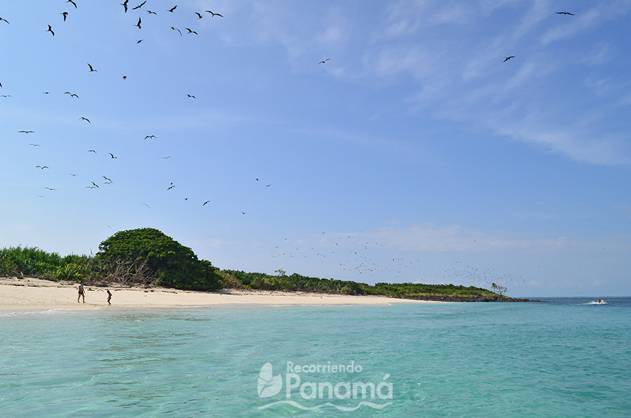 Aves Fragata en Isla Iguana. Los Mejores Sitios 