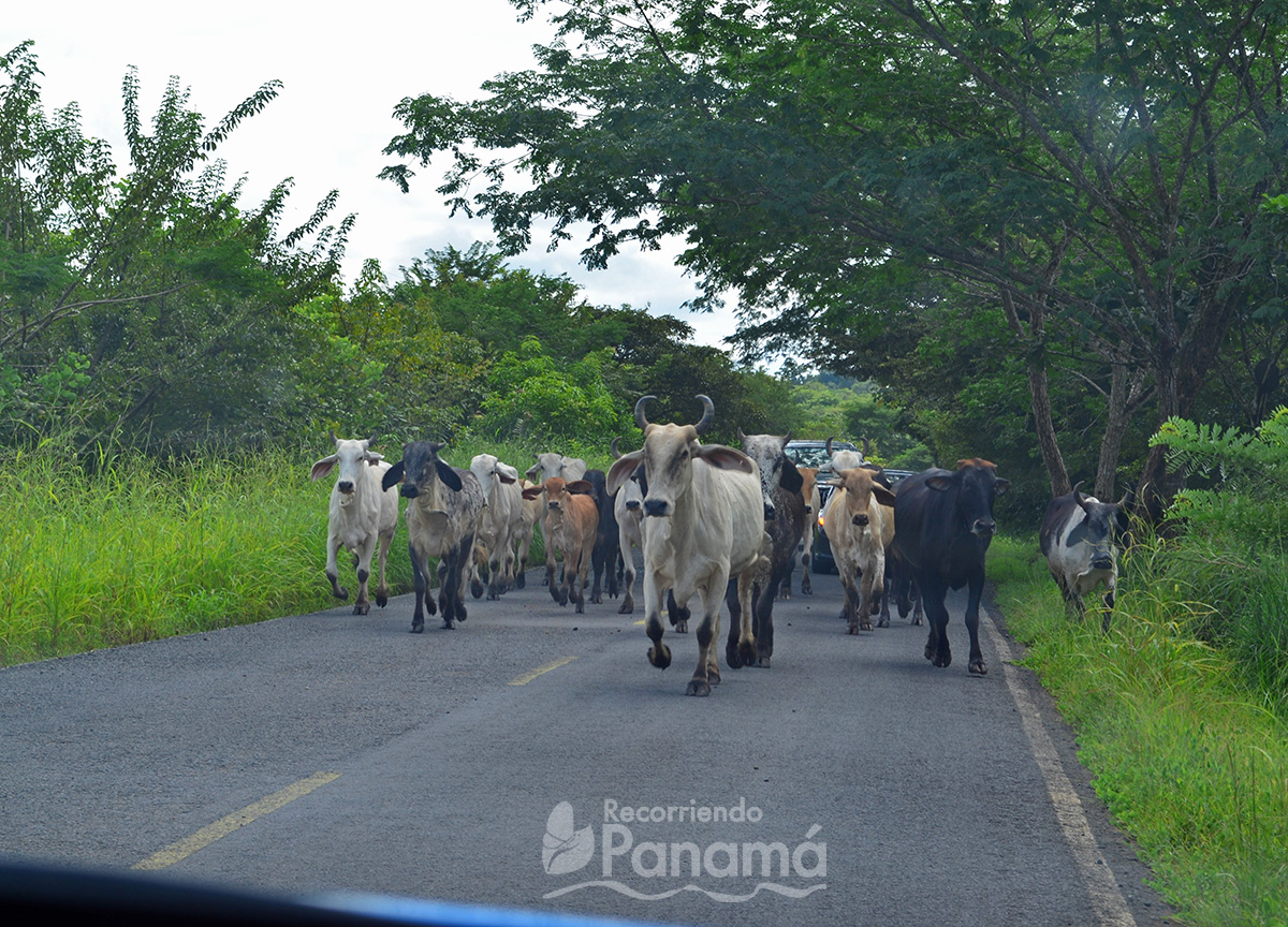 Vacas en el camino.