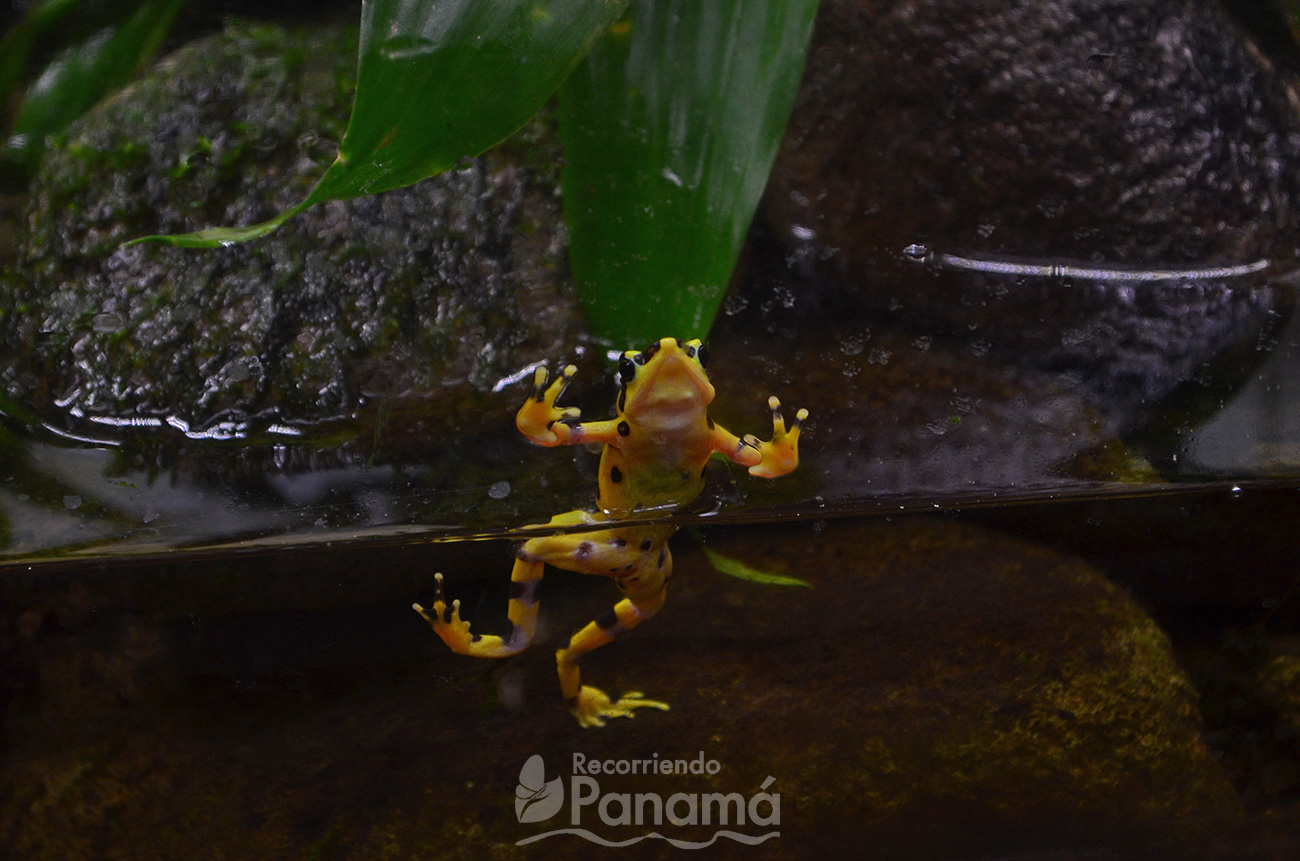 Golden Frog al El Níspero zoo