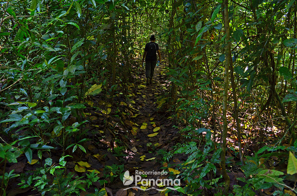 One of the trails covered by the leaves of the trees in Barro Colorado Island