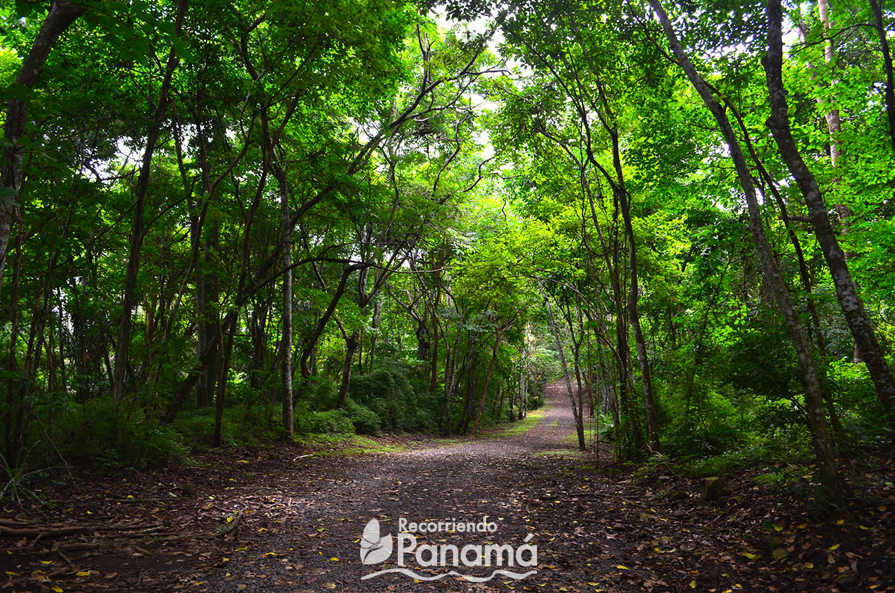 distrito Fortalecer evitar 7 Senderos del Parque Natural Metropolitano - Recorriendo Panamá
