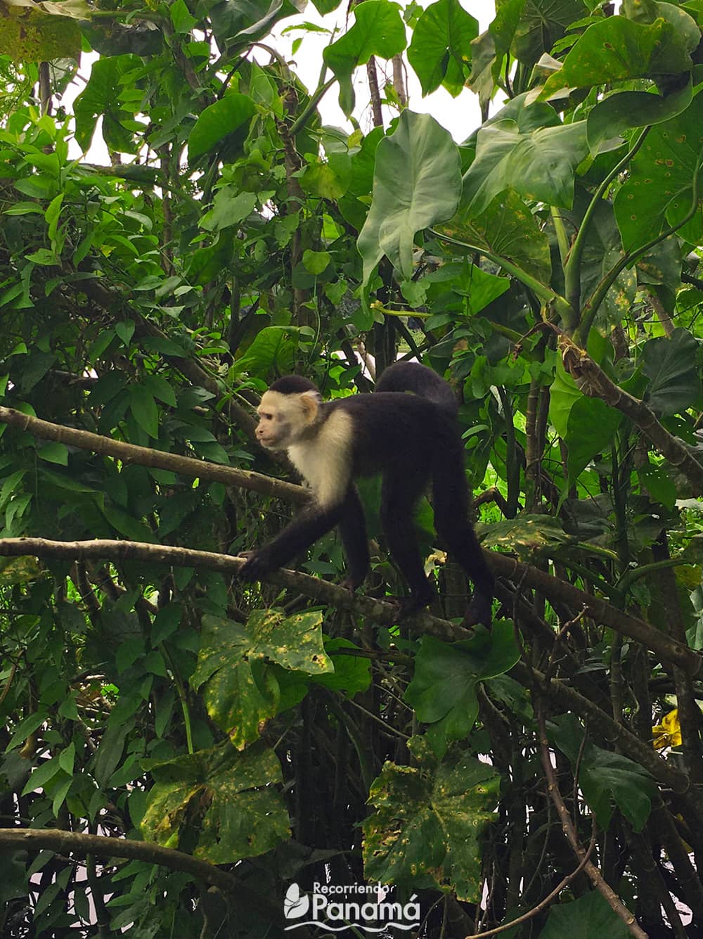 Mono Cariblanco de la Isla de los Monos.