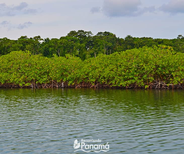 Mangroves that can be seen on the way.