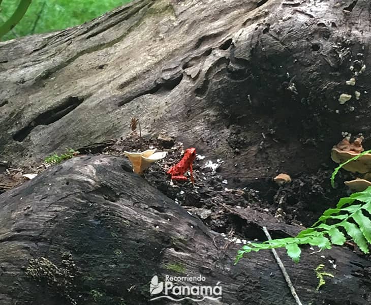 La famosa Rana Roja. Red Frog