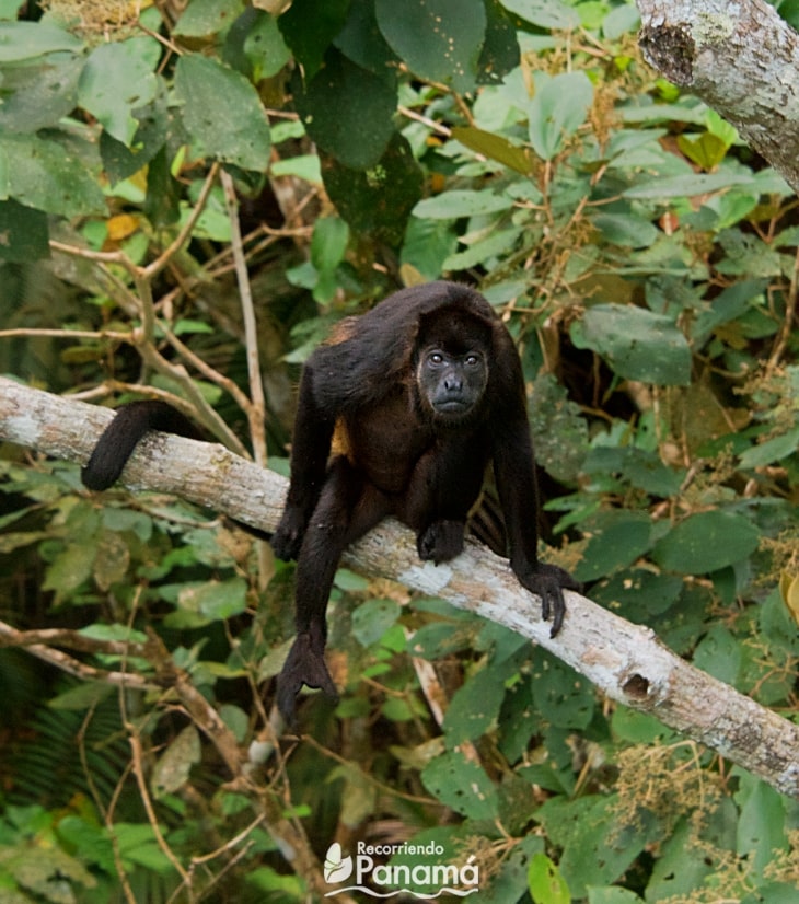 Mono en el Teleférico de Gamboa