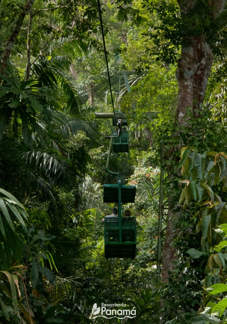 Teleférico de Gamboa, Relajante Recorrido en un Bosque Tropical