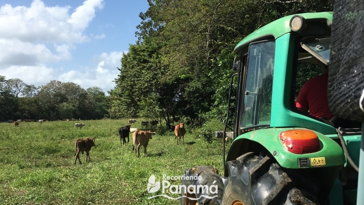 Coquira Soil Project